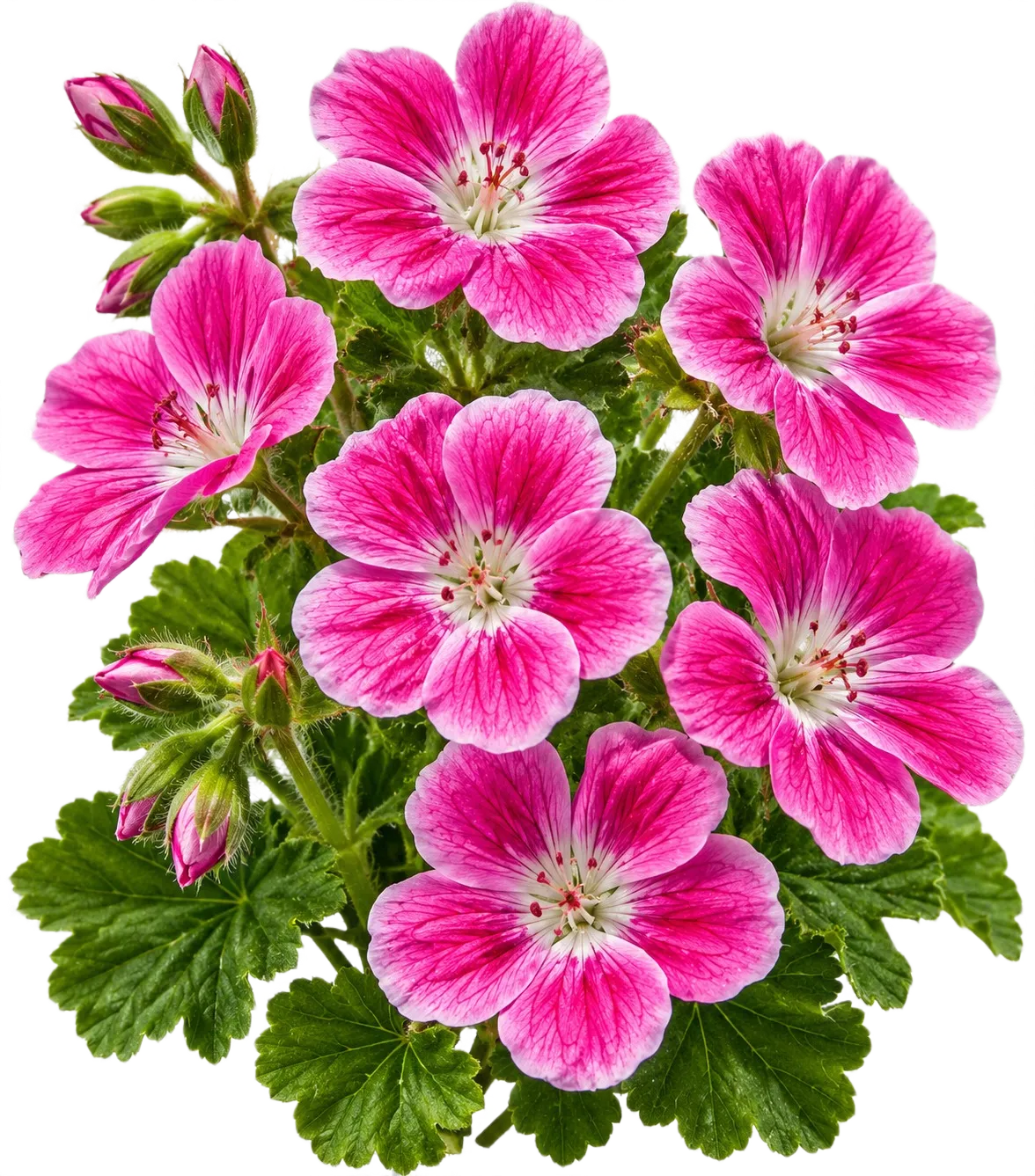 Geranium