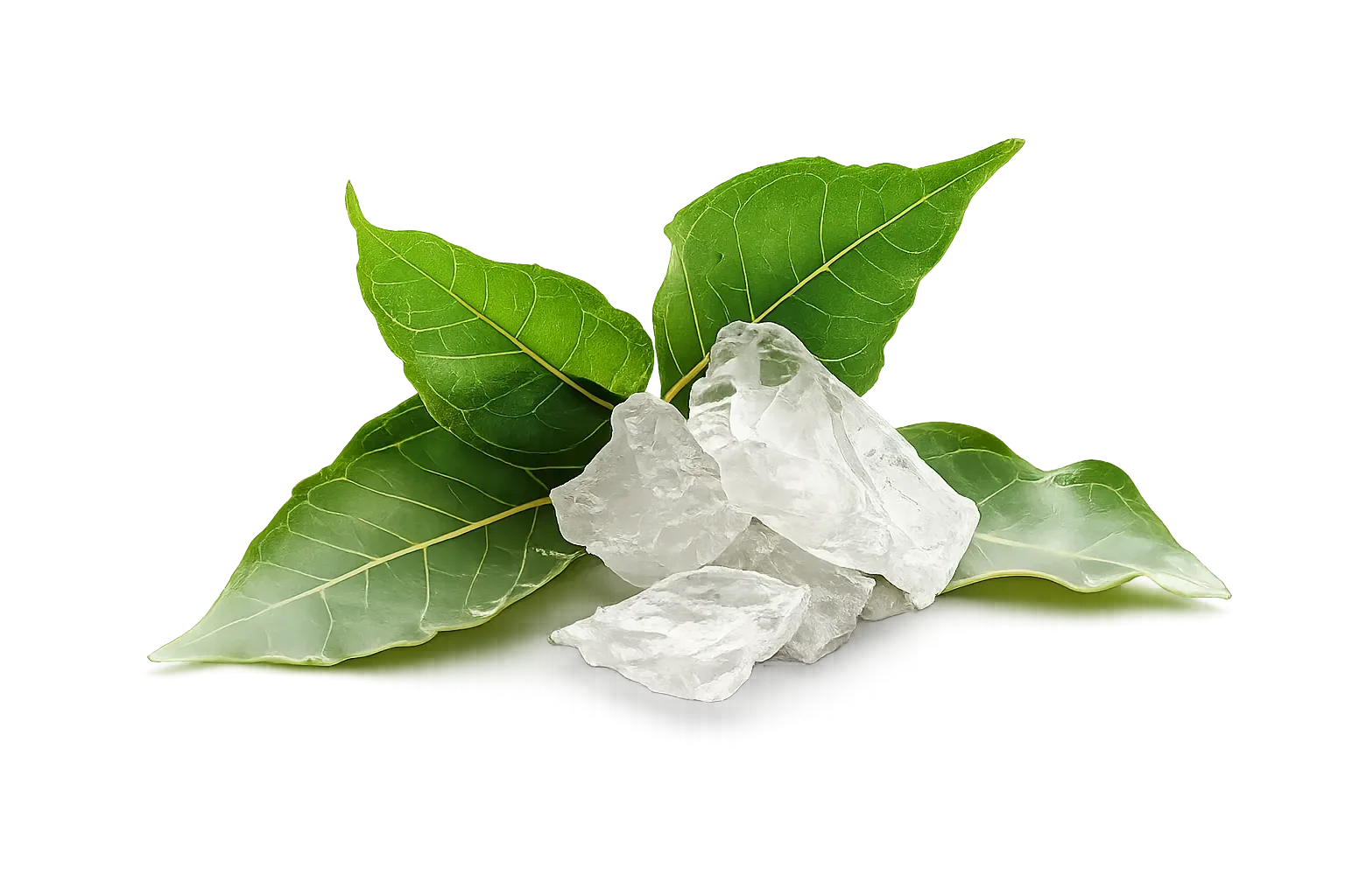 Camphor