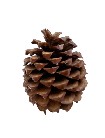 Cedar