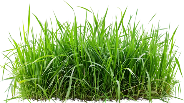 fresh-cut grass