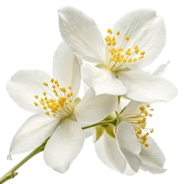 Soft aquatic floral