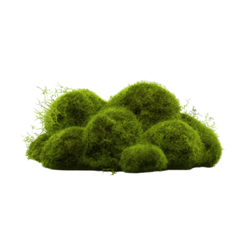 Moss