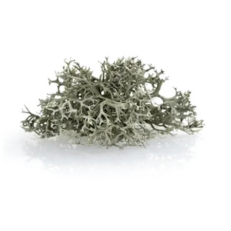 Oakmoss