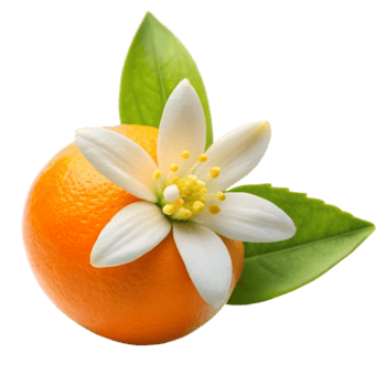 Orange Blossom