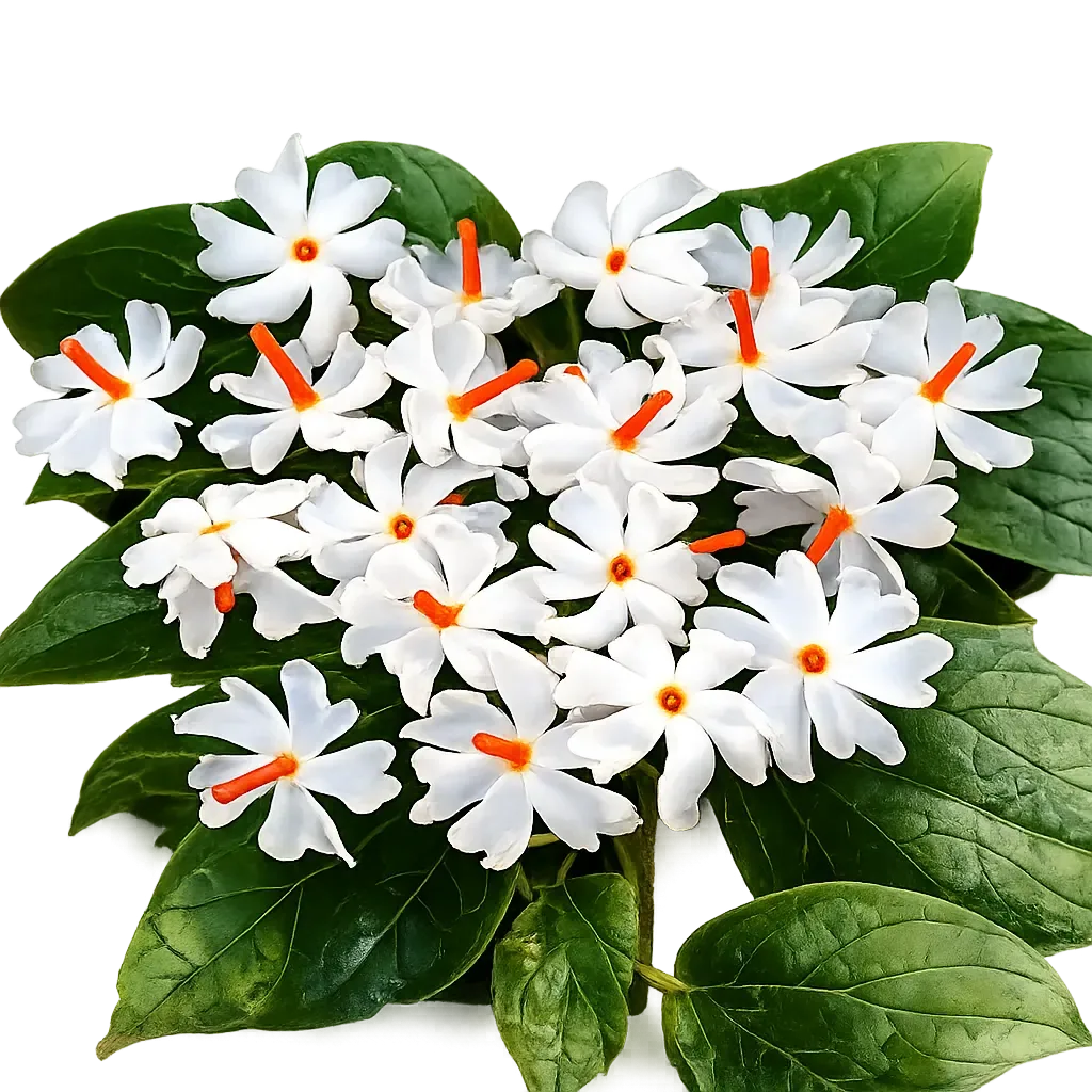 Raat Ki Rani