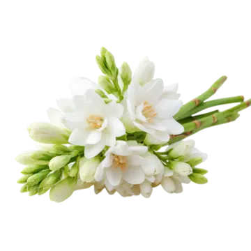Tuberose