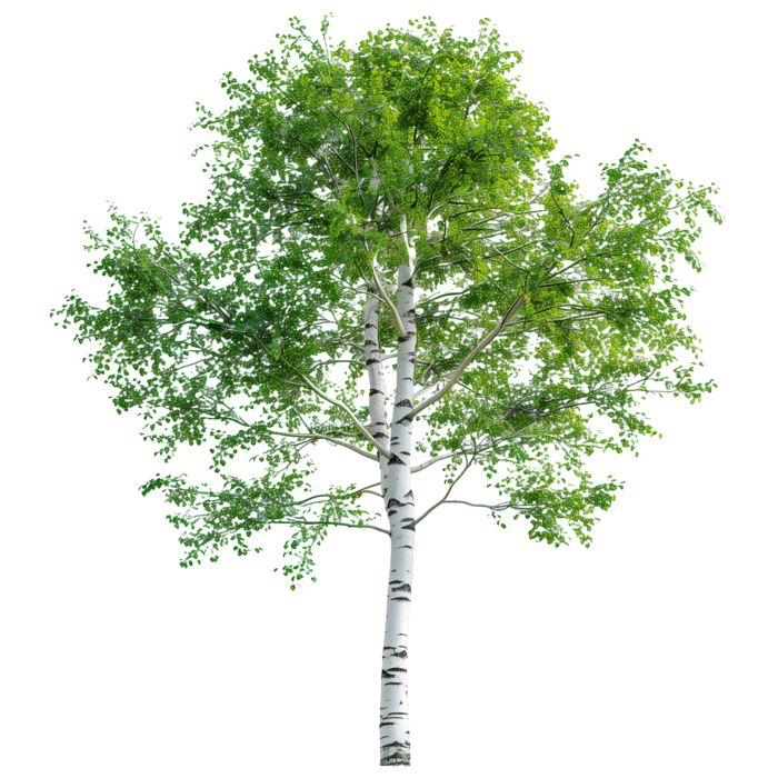Birch smoke