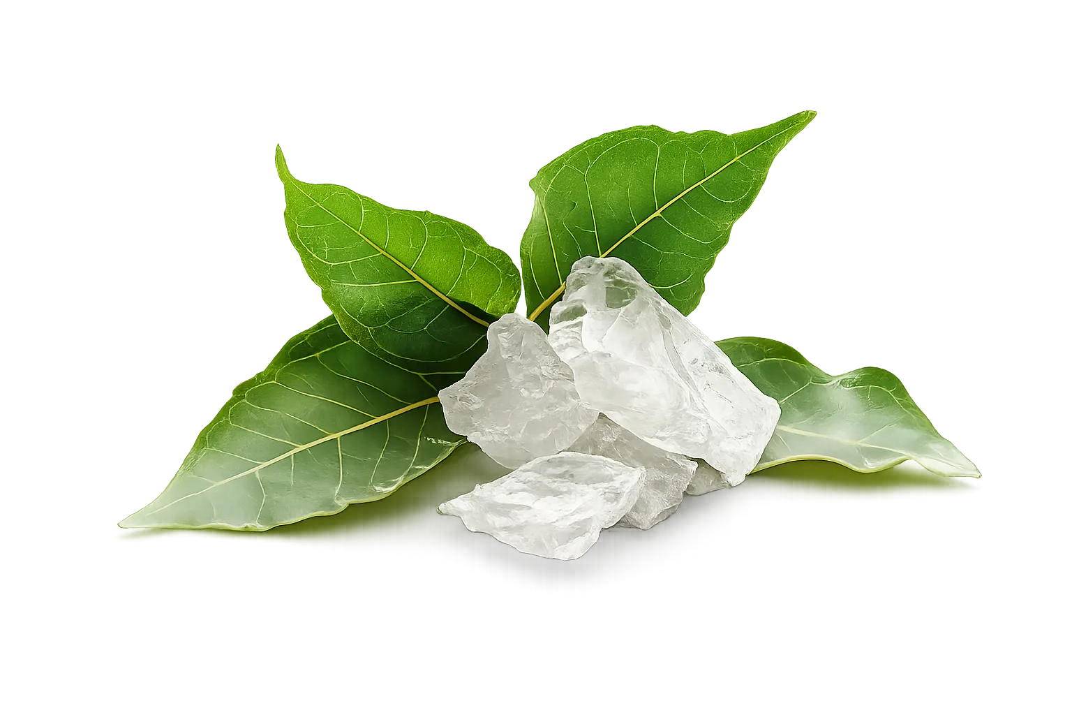 Camphor