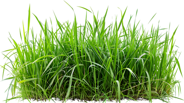 fresh-cut grass